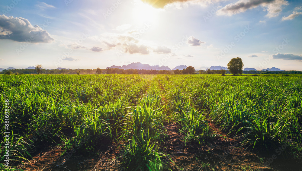 Obraz premium Sugarcane growing in the fields in sunset
