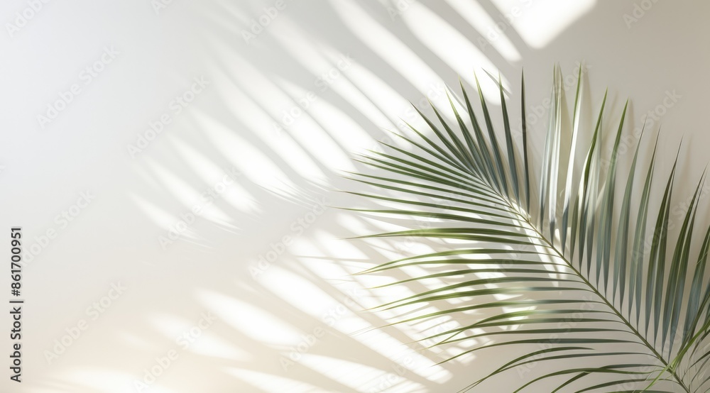 Obraz premium Minimalist white background with tropical palm leaves and shadow on the wall for product photography with minimalist design and tropical mood