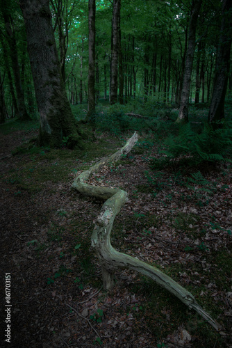 Photography path in the forest