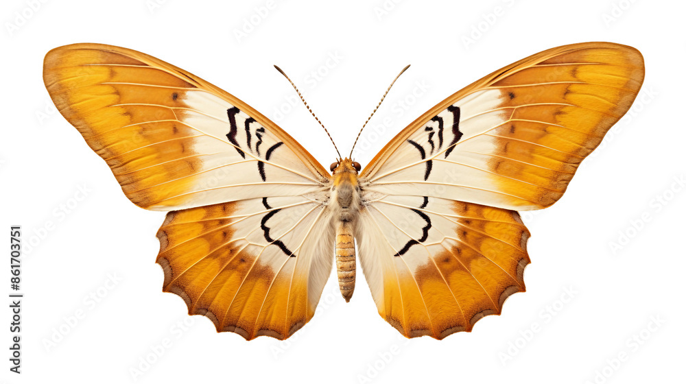 butterfly isolated on white butterfly isolated on white