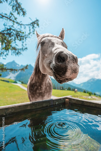 Horse Drinking Water on the Water Tub on a Green Pasture Field