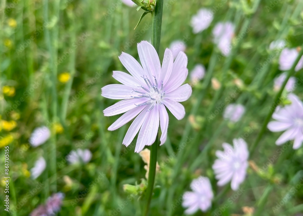 pink chicory flowers against a background of greenery grow in the meadow pink chicory flowers against a background of greenery grow in the meadow