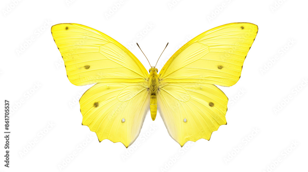 butterfly on white background