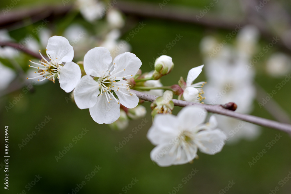 White blossom of cherry tree branch in spring
White blossom of cherry tree branch in spring