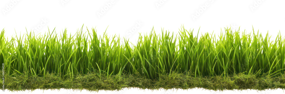 Obraz premium PNG Realistic seamless grass border plant lawn white background.