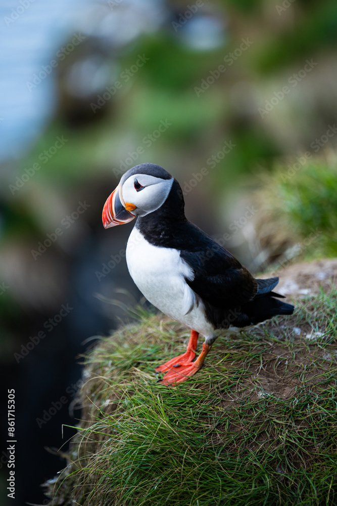 Stunning view of a cute puffin, a sharply dressed black-and-white seabird with a huge, multicolored bill, the Atlantic Puffin is often called the clown of the sea. Borgarfjörður, Iceland.