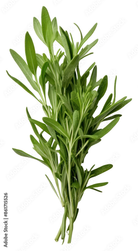 Fototapeta premium PNG Tarragon vegetable plant herbs.