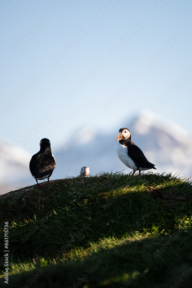 Stunning view of a cute puffin, a sharply dressed black-and-white seabird with a huge, multicolored bill, the Atlantic Puffin is often called the clown of the sea. Borgarfjörður, Iceland.