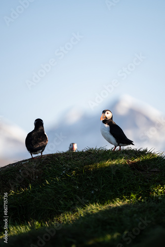 Obraz na płótnie Stunning view of a cute puffin, a sharply dressed black-and-white seabird with a huge, multicolored bill, the Atlantic Puffin is often called the clown of the sea. Borgarfjörður, Iceland. w salonie