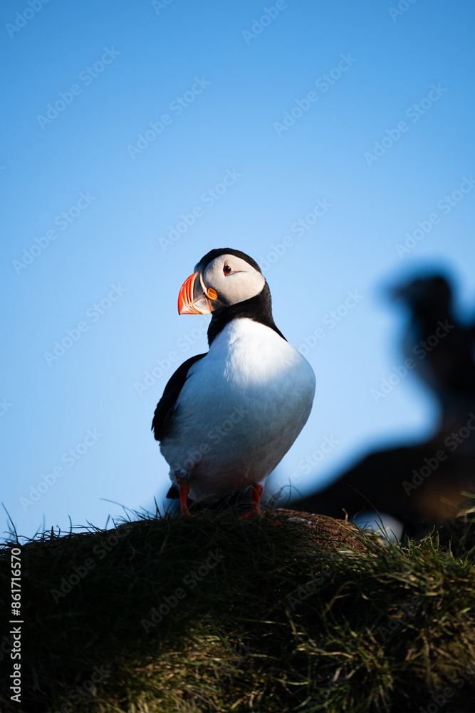 Stunning view of a cute puffin, a sharply dressed black-and-white seabird with a huge, multicolored bill, the Atlantic Puffin is often called the clown of the sea. Borgarfjörður, Iceland.