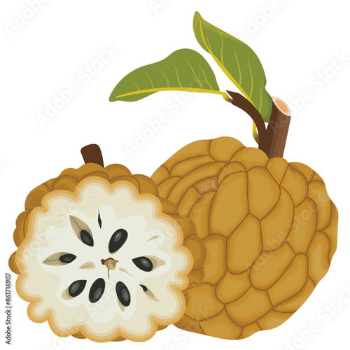 Sugar Apple Fruits Vector Illustration