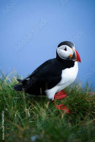 Obraz na płótnie Stunning view of a cute puffin, a sharply dressed black-and-white seabird with a huge, multicolored bill, the Atlantic Puffin is often called the clown of the sea. Borgarfjörður, Iceland. w salonie