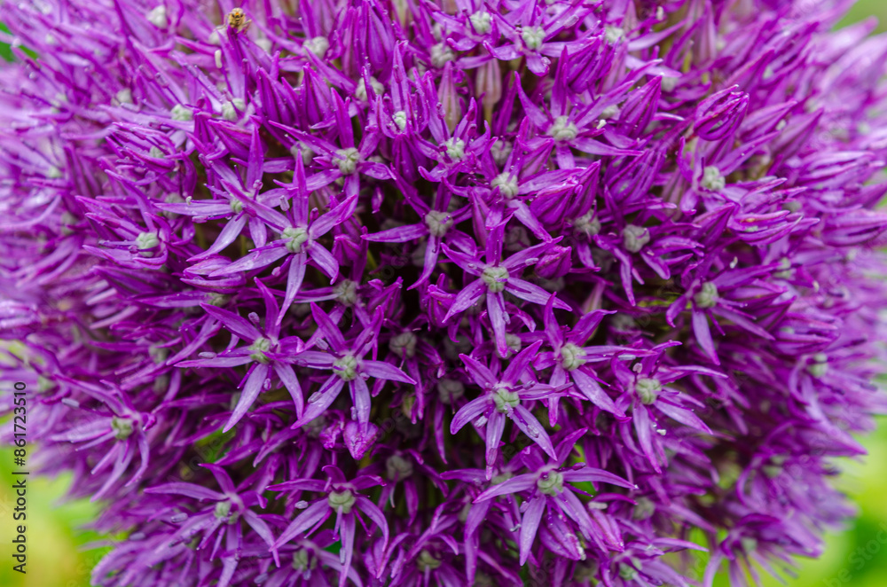 Allium plant with depth of field taken in a public garden in Saintfield with a natural background Allium plant with depth of field taken in a public garden in Saintfield with a natural background