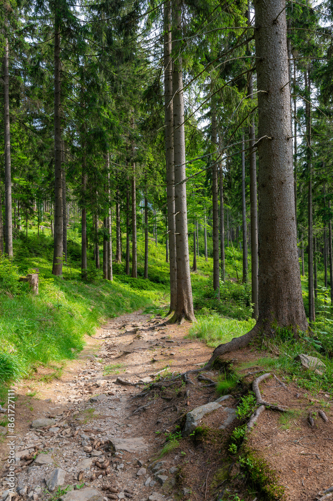 Forest in the Krkonose nature park (national park of Krnap, Czech Republic). Fresh forest with tourist path. Forest in the Krkonose nature park (national park of Krnap, Czech Republic). Fresh forest with tourist path.