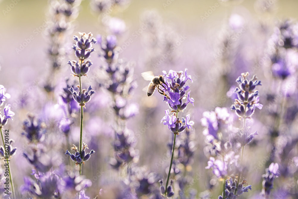 Obraz premium Bee Pollinating Lavender Flowers