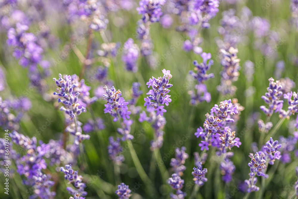 Close-Up of Lavender Flowers in Daylight Close-Up of Lavender Flowers in Daylight