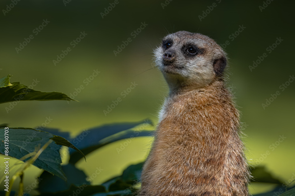 Fototapeta premium A meerkat sits between green leaves and looks toward the camera lens on a sunny summer evening.