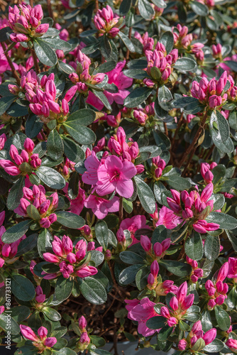 Photography Azalea japonica Conny, a flowering shrub
