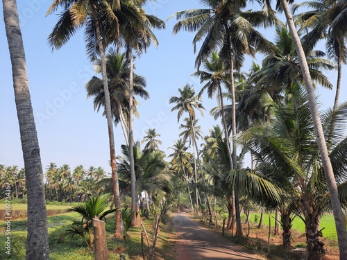 roadside palm trees. There are coconut trees on both sides of the road.