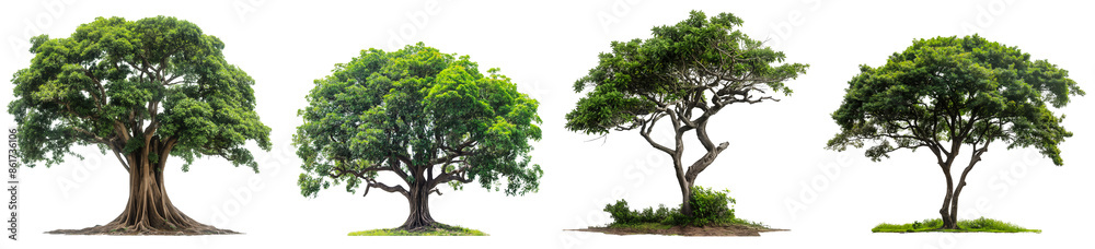 collection of tall trees with branches and leaves isolated on transparent or white background, 3d rendering collection of tall trees with branches and leaves isolated on transparent or white background, 3d rendering