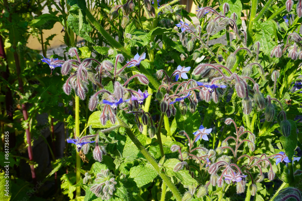 Blaue Blüten der Gewürzpflanze Borretsch lateinisch Borago officinalis Blaue Blüten der Gewürzpflanze Borretsch lateinisch Borago officinalis