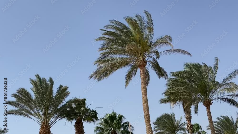 Coconut palm fronds against blue sky background under wind, outdoors Coconut palm fronds against blue sky background under wind, outdoors