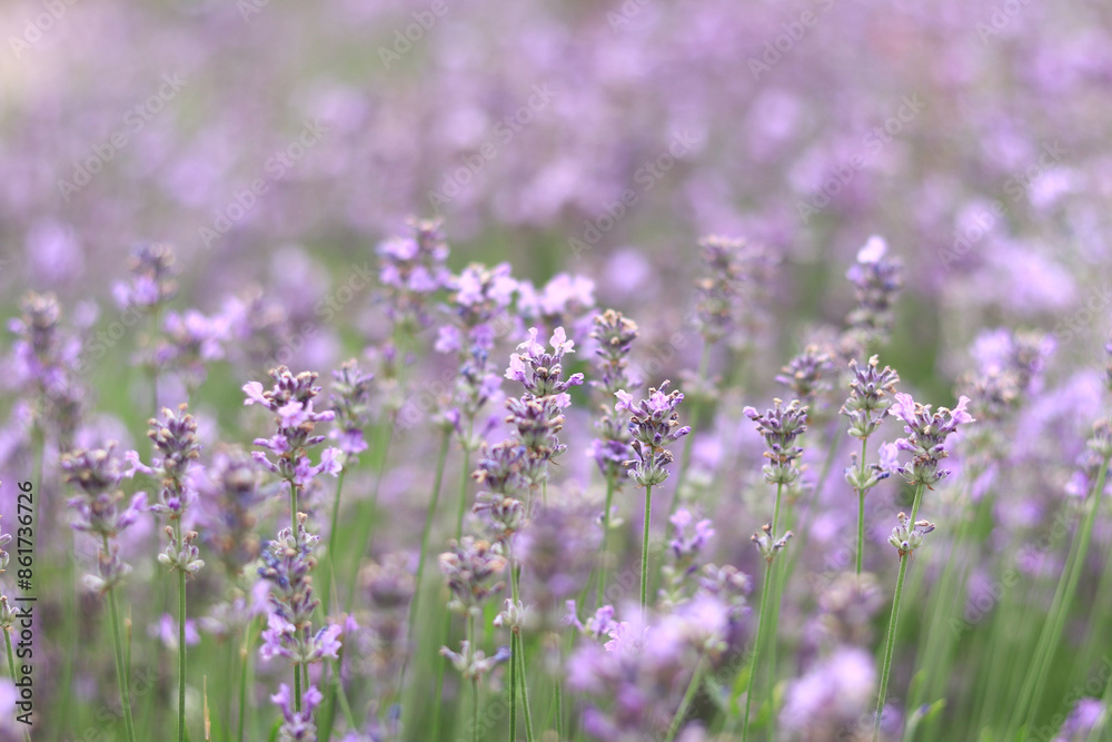 Lavender field. Purple lavender flowers with selective focus. Aromatherapy. The concept of natural cosmetics and medicine. Sun glare and foreground blur, soft focus Lavender field. Purple lavender flowers with selective focus. Aromatherapy. The concept of natural cosmetics and medicine. Sun glare and foreground blur, soft focus