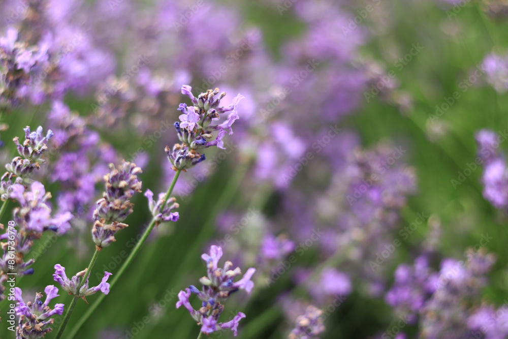 Lavender field. Purple lavender flowers with selective focus. Aromatherapy. The concept of natural cosmetics and medicine. Sun glare and foreground blur, soft focus Lavender field. Purple lavender flowers with selective focus. Aromatherapy. The concept of natural cosmetics and medicine. Sun glare and foreground blur, soft focus