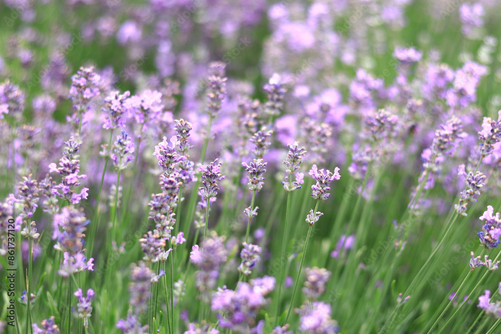 Lavender field. Purple lavender flowers with selective focus. Aromatherapy. The concept of natural cosmetics and medicine. Sun glare and foreground blur, soft focus Lavender field. Purple lavender flowers with selective focus. Aromatherapy. The concept of natural cosmetics and medicine. Sun glare and foreground blur, soft focus