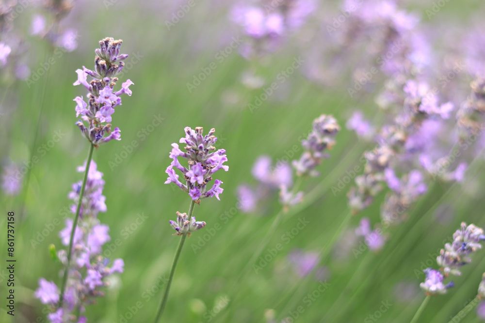 Lavender field. Purple lavender flowers with selective focus. Aromatherapy. The concept of natural cosmetics and medicine. Sun glare and foreground blur, soft focus Lavender field. Purple lavender flowers with selective focus. Aromatherapy. The concept of natural cosmetics and medicine. Sun glare and foreground blur, soft focus