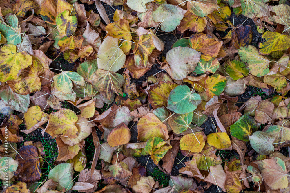 OTOÑO EN EL PARQUE DE PIEDRAHÍTA ÁVILA CASTILLA OTOÑO ESPAÑA 2023 OTOÑO EN EL PARQUE DE PIEDRAHÍTA ÁVILA CASTILLA OTOÑO ESPAÑA 2023