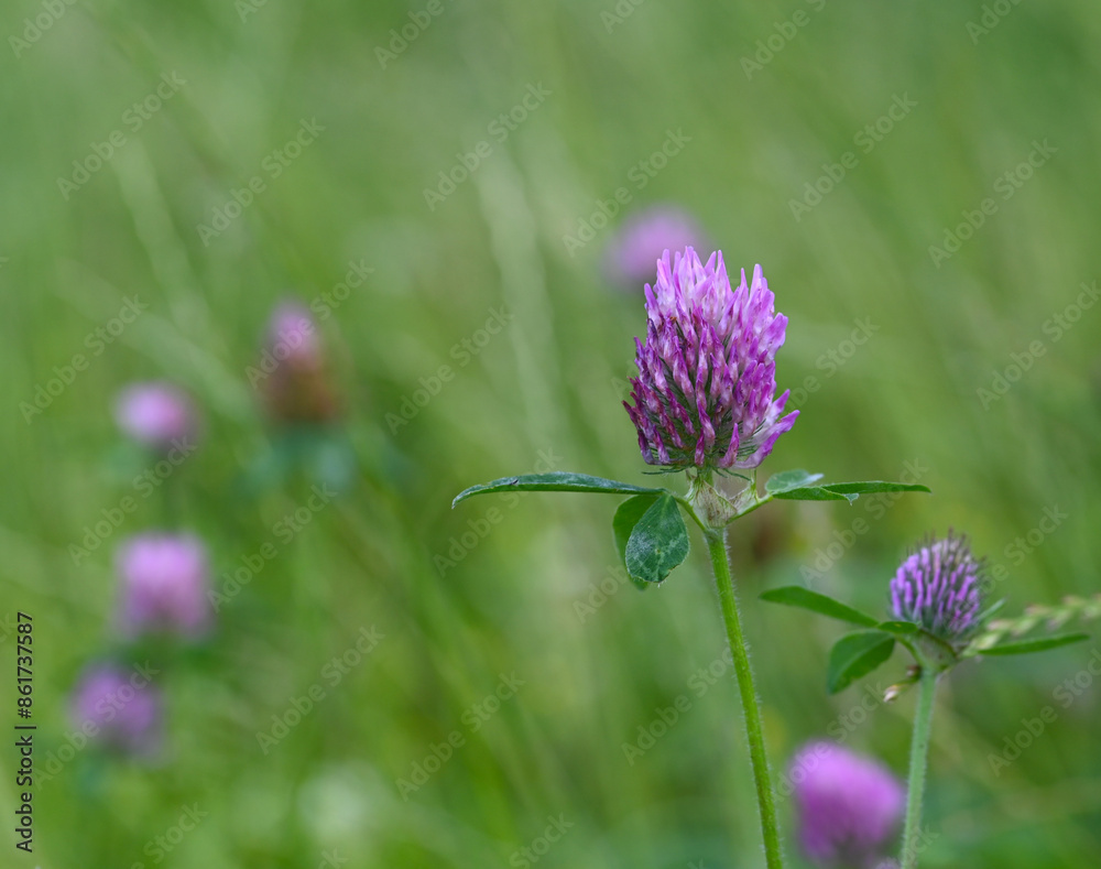 Beautiful close-up of trifolium pratense Beautiful close-up of trifolium pratense