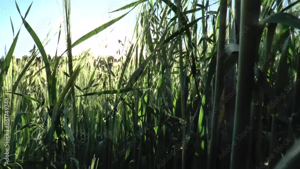 Oat field under the evening sun. Oats. begins to ripen