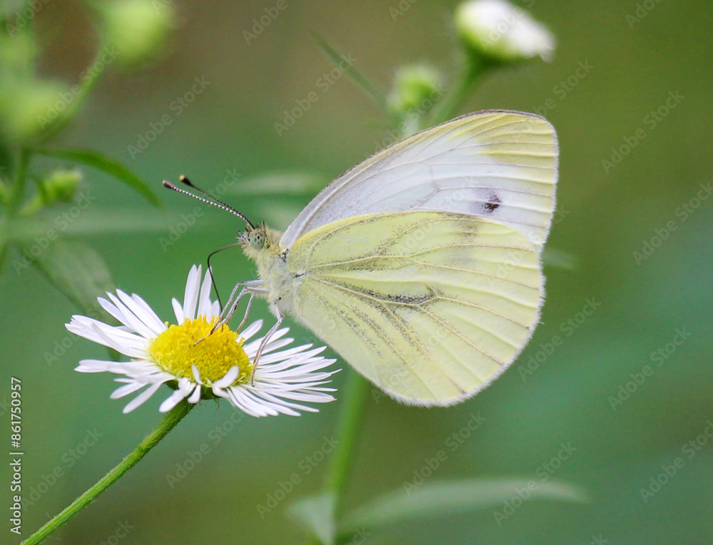A butterfly from the genus Pieridae is on the flower