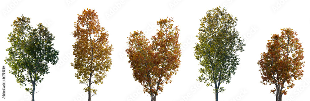 Obraz premium Set of 5 autumn large and medium Ash Fraxinus trees isolated png on a transparent background perfectly cutout