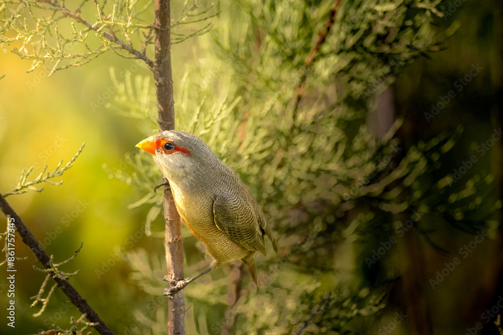 Fototapeta premium Bird on branch