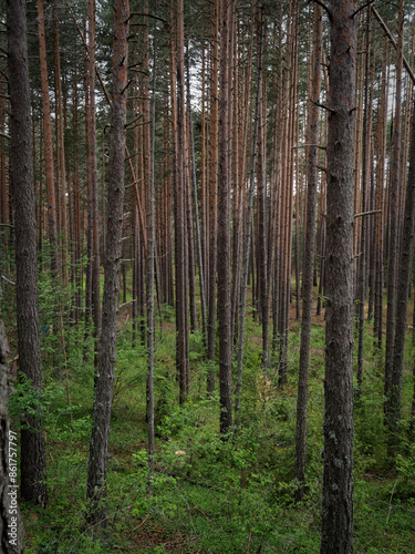 Lush forest full of tall eucalyptus trees. Cuenca, Spain