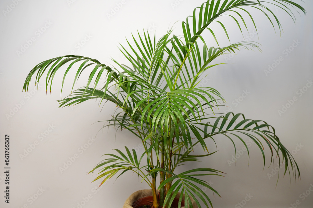 Obraz premium Howea palm, indoor plant in a pot.