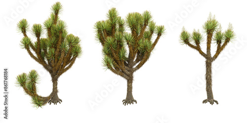 Foto Joshua trees isolated on white background, tropical trees isolated used for arch