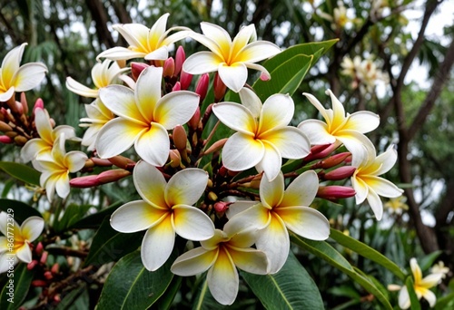 frangipani plumeria flower © Md Imranul Rahman