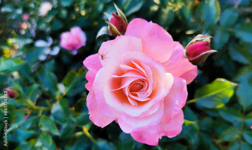 Rosa Sabina illuminata dal sole con ragno Rosa lucieae Franch. & Rochebr. ex Crép. Rosa Sabina illuminata dal sole con ragno Rosa lucieae Franch. & Rochebr. ex Crép.