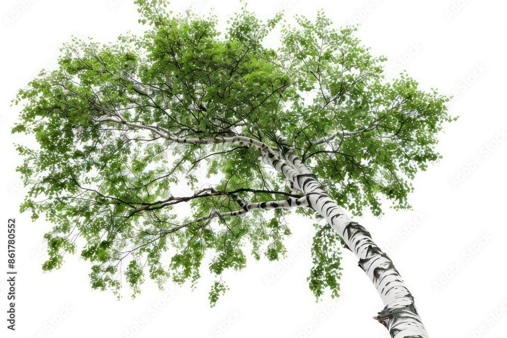 Fototapeta premium A graceful birch tree with distinctive white bark and delicate, fluttering leaves isolated on a white background