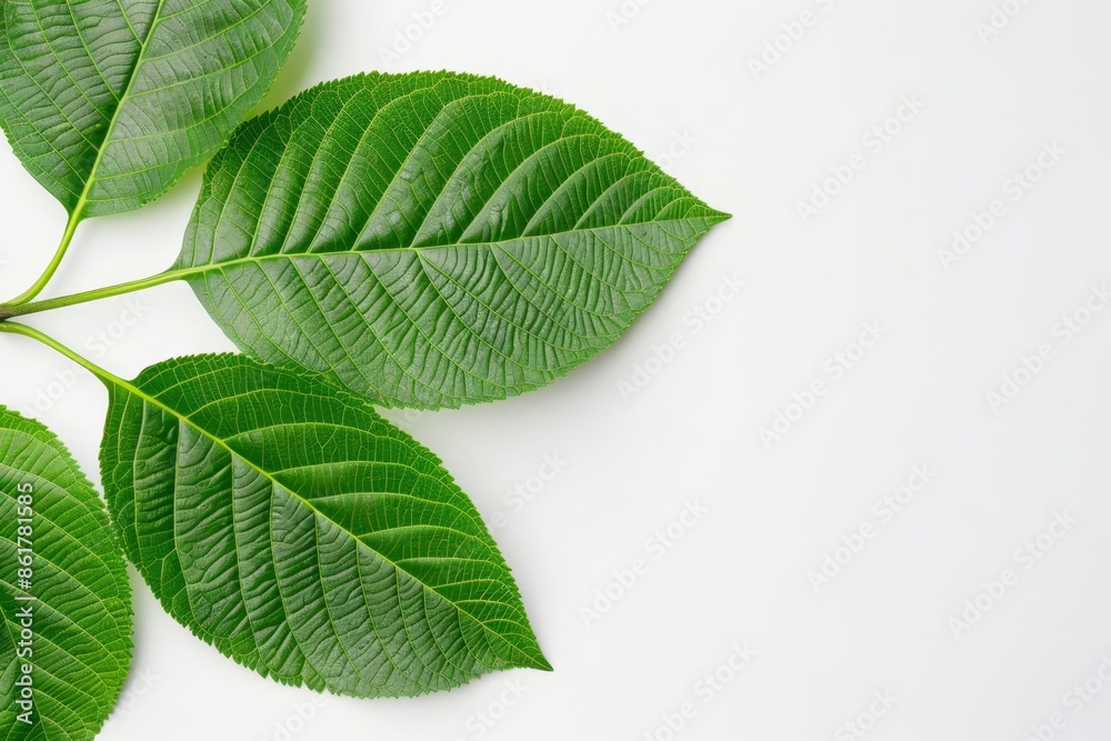 Obraz premium a photograph of green leaves, clean and fresh and minimalistic, against white background The lighting is natural, light, fresh, and clean