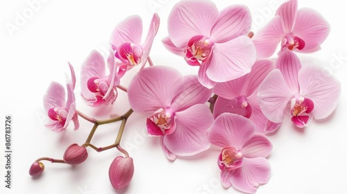A sophisticated orchid with intricate, delicate petals in a soft pink hue isolated on a white background