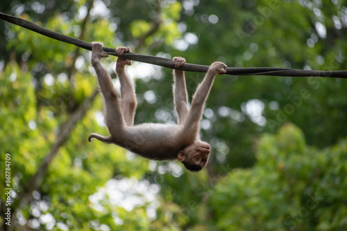 Baby short tail macaque is crossing the river over rope in the jungle with head down and looking at the camera