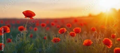 poppy field in the morning