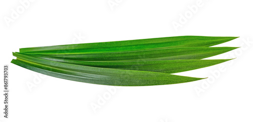 fresh pandan leaves transparent png