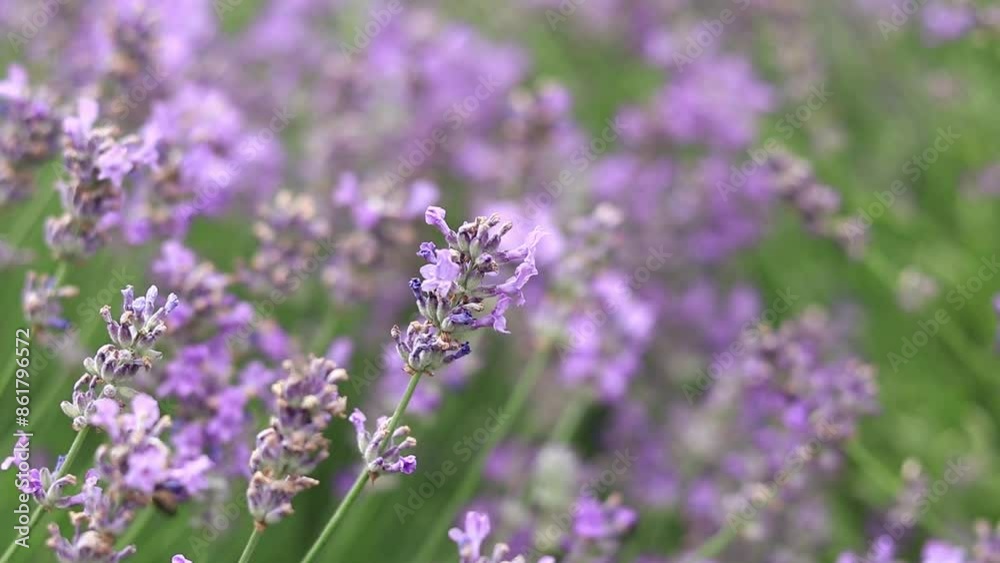 Lavender field. Purple lavender flowers with selective focus. Aromatherapy. The concept of natural cosmetics and medicine. Sun glare and foreground blur, soft focus Lavender field. Purple lavender flowers with selective focus. Aromatherapy. The concept of natural cosmetics and medicine. Sun glare and foreground blur, soft focus