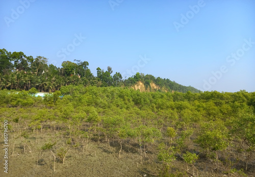 Landscape the Mangrove in Hong Kong Wetland Park photo