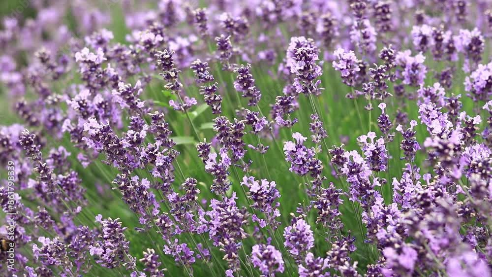 Lavender field. Purple lavender flowers with selective focus. Aromatherapy. The concept of natural cosmetics and medicine. Sun glare and foreground blur, soft focus Lavender field. Purple lavender flowers with selective focus. Aromatherapy. The concept of natural cosmetics and medicine. Sun glare and foreground blur, soft focus